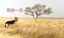 在线观看丢羊,揭秘农村生活的喜怒哀乐